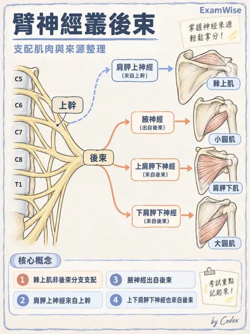 職治 - 脊神經與神經叢 - AI 圖文解析預覽
