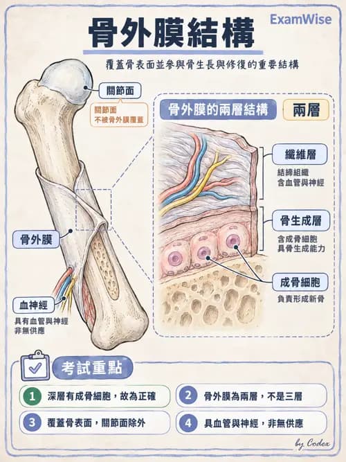 職治 - 頭頸與軀幹肌肉骨骼 - AI 圖文解析預覽