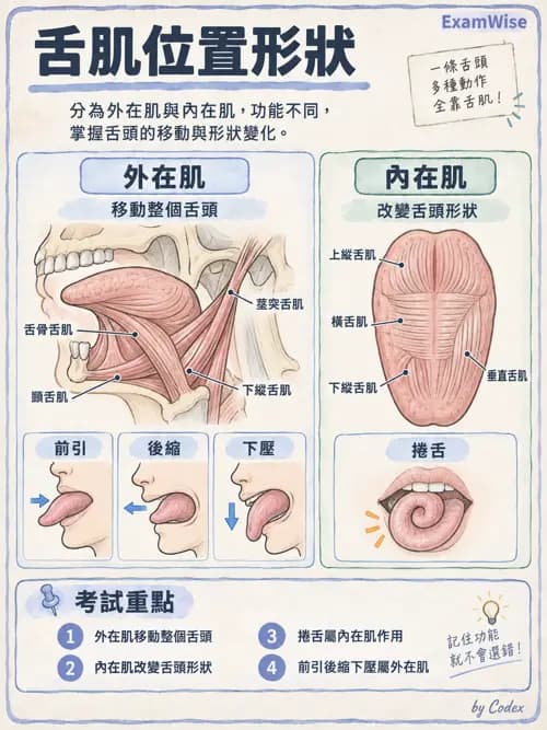 職治 - 頭頸與軀幹肌肉骨骼 - AI 圖文解析預覽