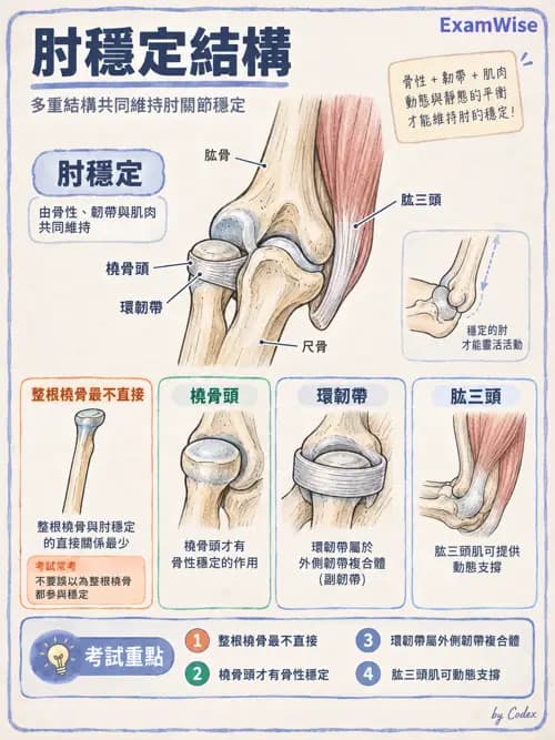 職治 - 四肢肌肉骨骼 - AI 圖文解析預覽