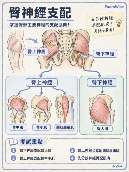 職治 - 脊神經與神經叢 - AI 圖文解析預覽