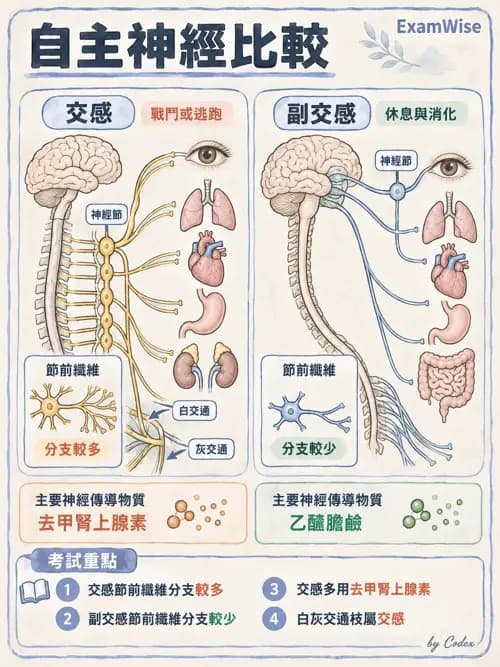 職治 - 腦神經與自主神經解剖 - AI 圖文解析預覽
