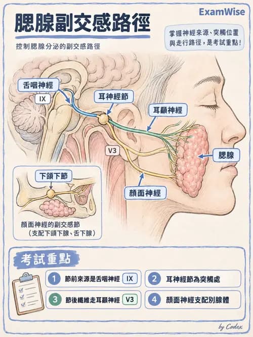 職治 - 腦神經與自主神經解剖 - AI 圖文解析預覽