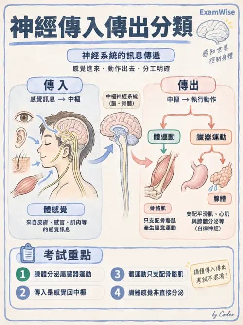 職治 - 腦神經與自主神經解剖 - AI 圖文解析預覽
