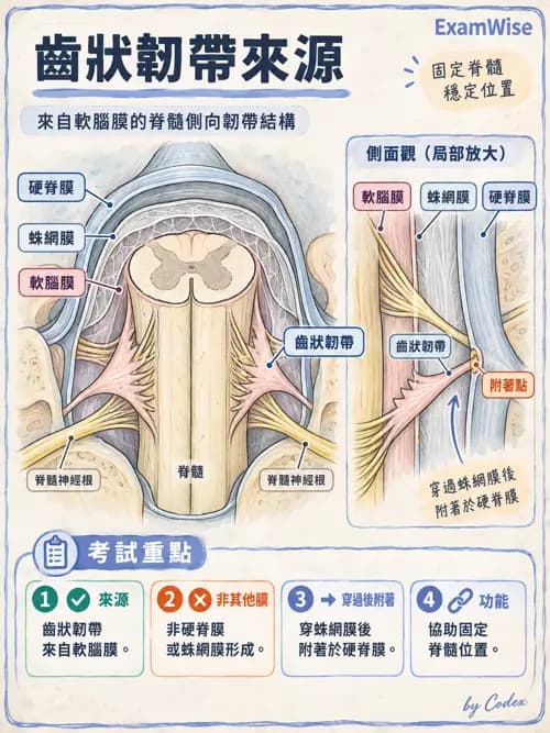 職治 - 中樞神經解剖 - AI 圖文解析預覽