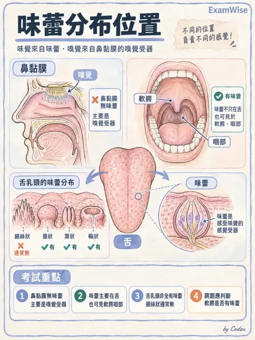 職治 - 感覺器官解剖 - AI 圖文解析預覽