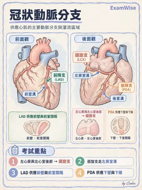 職治 - 心肺與血管解剖 - AI 圖文解析預覽