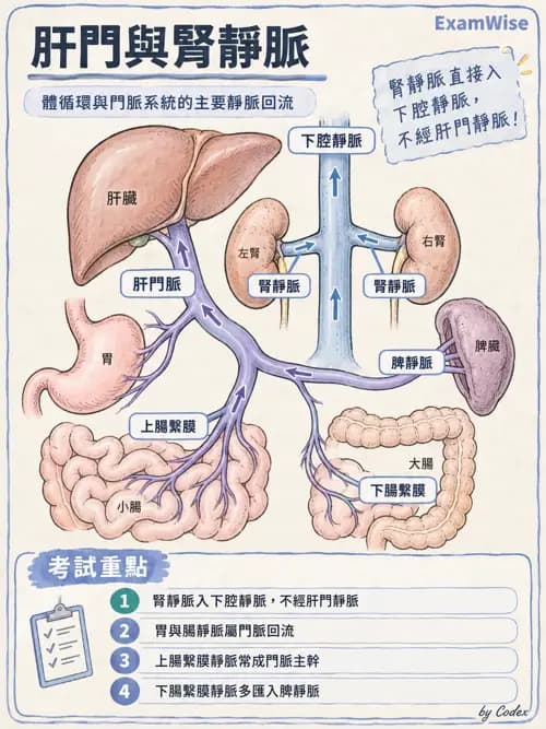 職治 - 心肺與血管解剖 - AI 圖文解析預覽