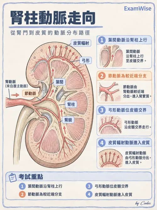 職治 - 內臟系統解剖 - AI 圖文解析預覽