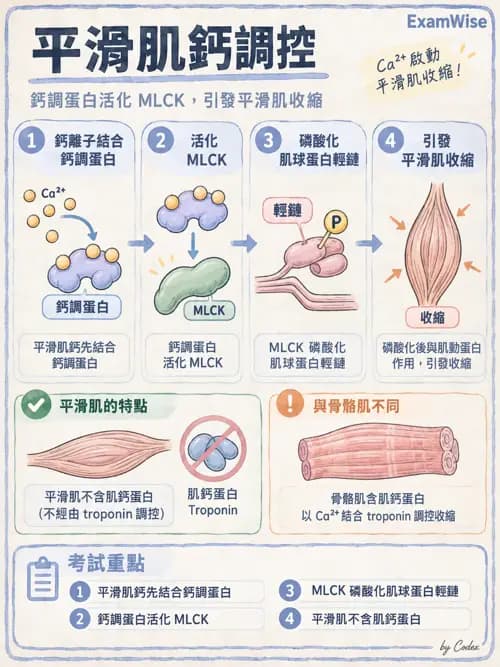 職治 - 肌肉與骨骼生理 - AI 圖文解析預覽