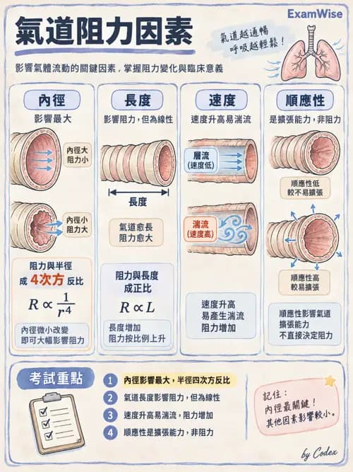 職治 - 呼吸生理 - AI 圖文解析預覽