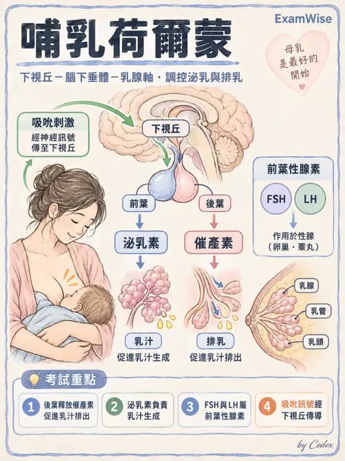 職治 - 內分泌與生殖生理 - AI 圖文解析預覽