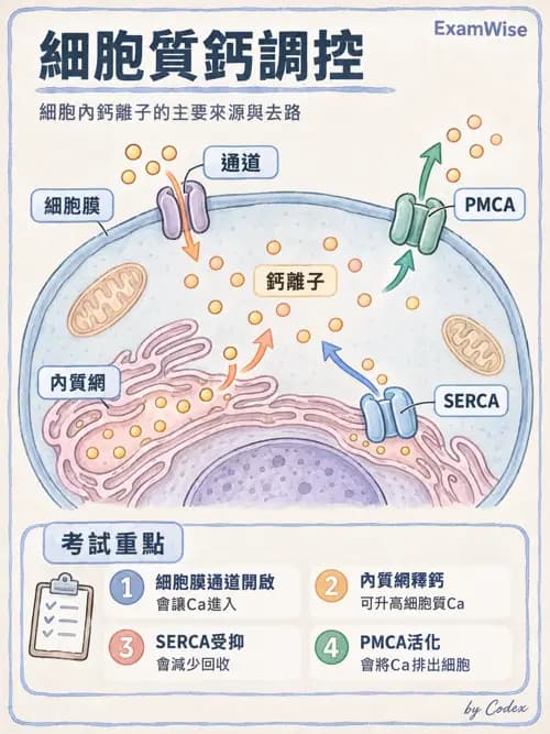 職治 - 細胞與膜生理 - AI 圖文解析預覽