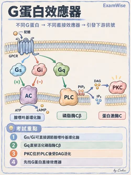 職治 - 細胞與膜生理 - AI 圖文解析預覽