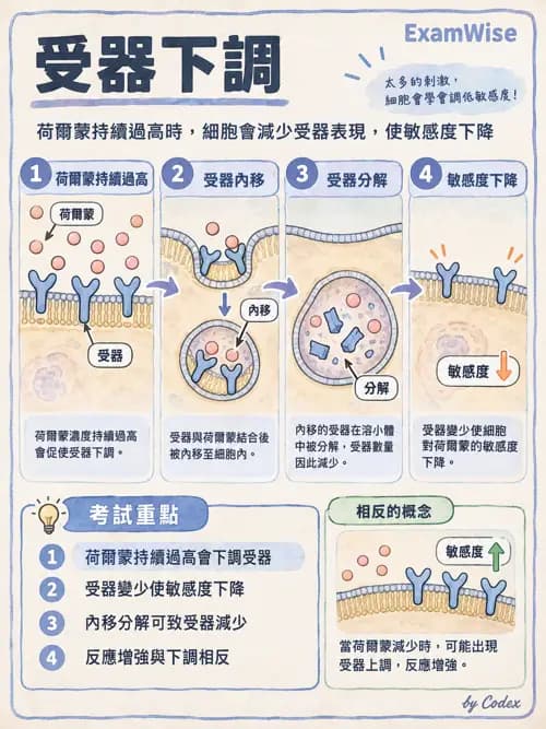 職治 - 細胞與膜生理 - AI 圖文解析預覽