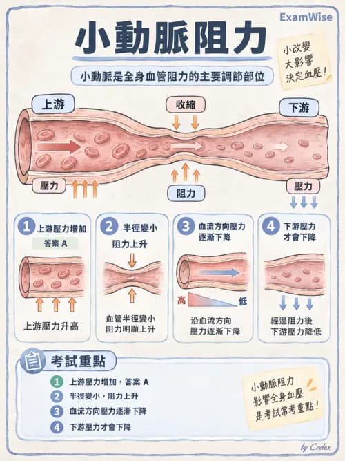 職治 - 心血管、血液與免疫生理 - AI 圖文解析預覽