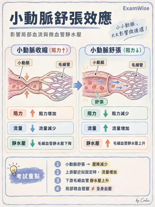 職治 - 心血管、血液與免疫生理 - AI 圖文解析預覽