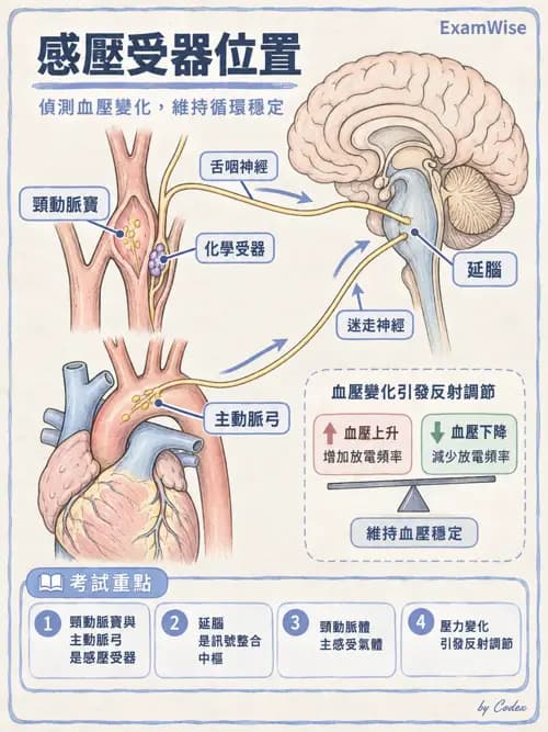 職治 - 心血管、血液與免疫生理 - AI 圖文解析預覽