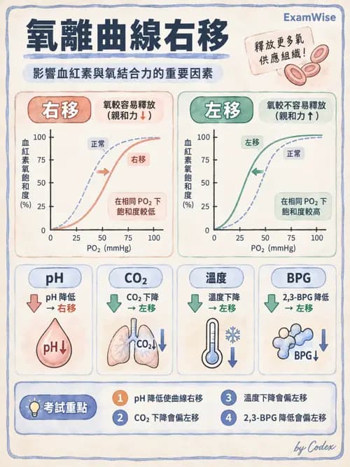 職治 - 呼吸生理 - AI 圖文解析預覽
