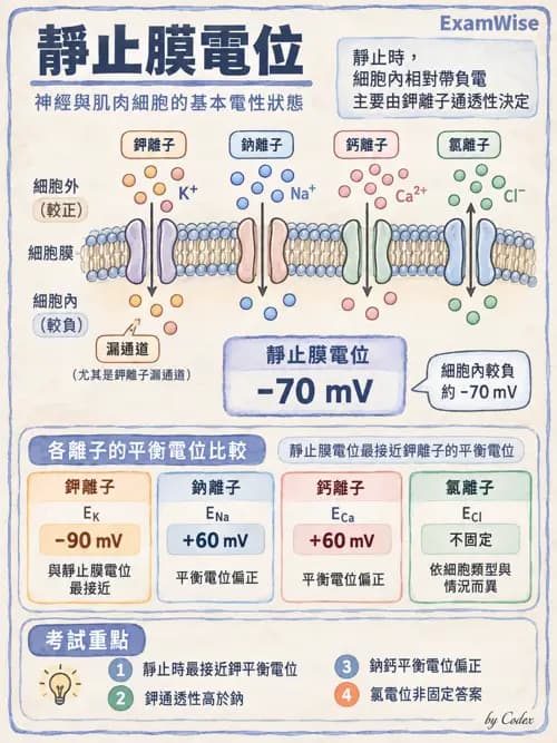 職治 - 細胞與膜生理 - AI 圖文解析預覽