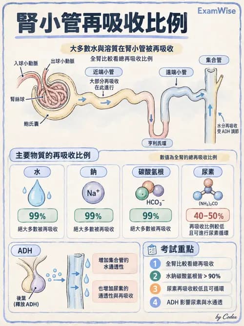 職治 - 腎臟、體液與酸鹼生理 - AI 圖文解析預覽