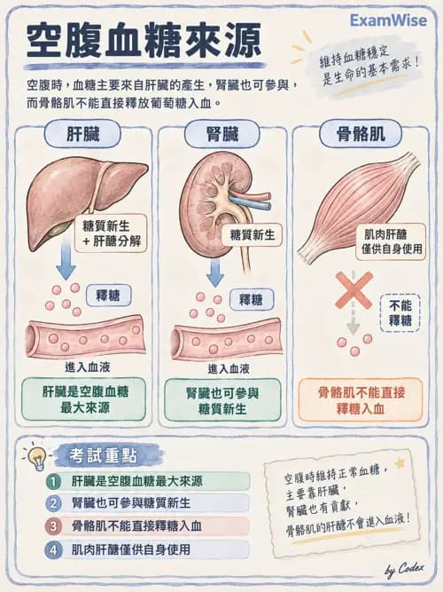 職治 - 內分泌與生殖生理 - AI 圖文解析預覽