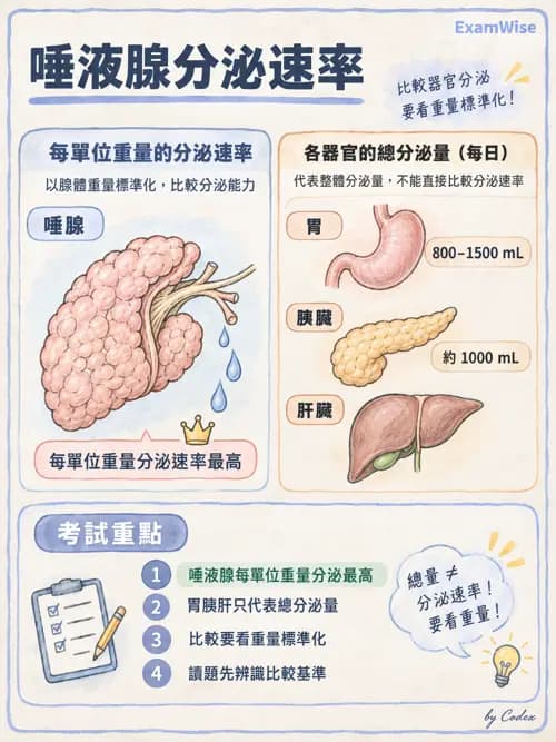 職治 - 消化與代謝生理 - AI 圖文解析預覽