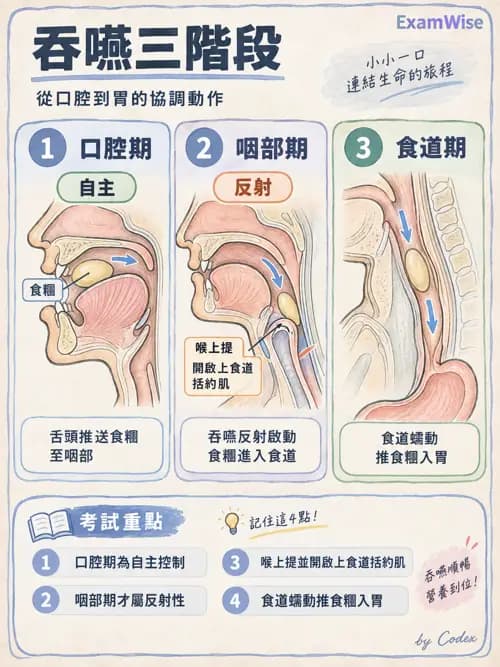 職治 - 日常生活活動、進食與吞嚥 - AI 圖文解析預覽