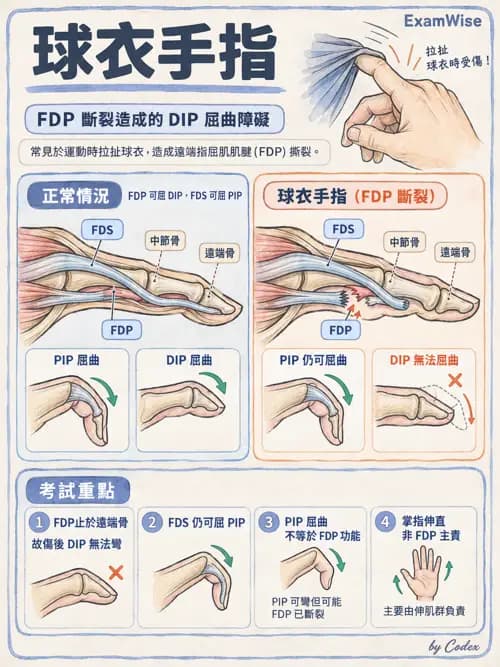 職治 - 手部與周邊神經損傷 - AI 圖文解析預覽