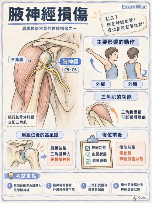 職治 - 手部與周邊神經損傷 - AI 圖文解析預覽