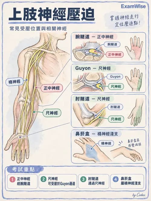 職治 - 手部與周邊神經損傷 - AI 圖文解析預覽