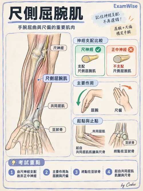職治 - 肌動學原理與上肢 - AI 圖文解析預覽