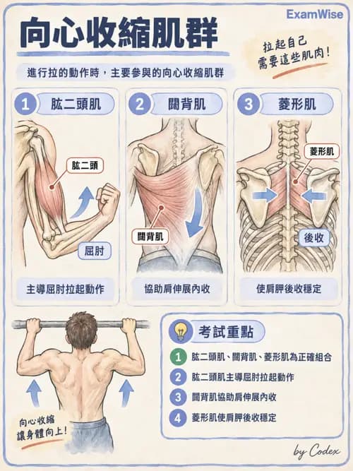 職治 - 肌動學原理與上肢 - AI 圖文解析預覽