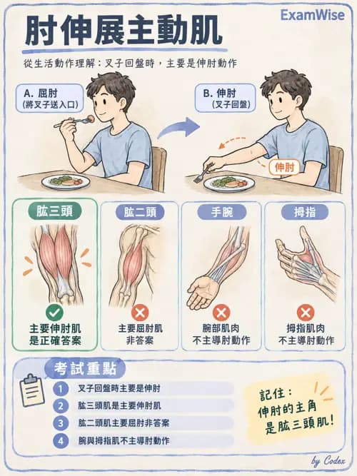 職治 - 肌動學原理與上肢 - AI 圖文解析預覽