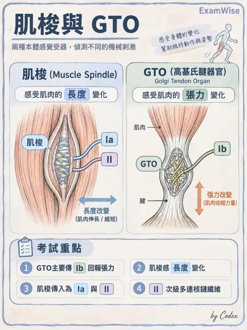 職治 - 肌動學原理與上肢 - AI 圖文解析預覽