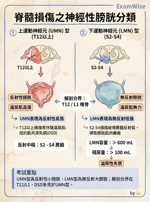 護理師 - 脊髓損傷與神經肌肉疾病 - AI 圖文解析預覽