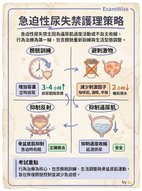 護理師 - 泌尿道疾病與排尿障礙 - AI 圖文解析預覽