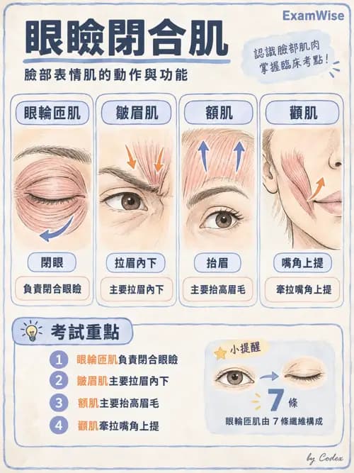 職治 - 頭頸與軀幹肌肉骨骼 - AI 圖文解析預覽