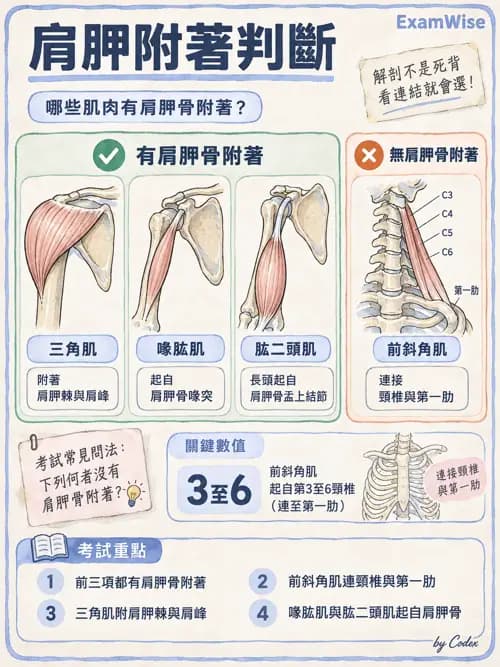 職治 - 四肢肌肉骨骼 - AI 圖文解析預覽