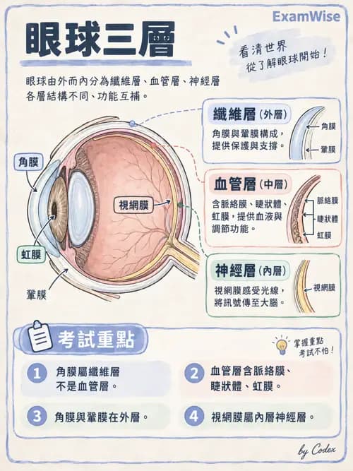 職治 - 感覺器官解剖 - AI 圖文解析預覽