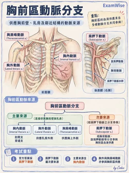職治 - 心肺與血管解剖 - AI 圖文解析預覽
