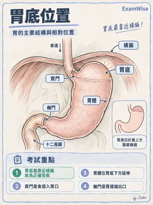 職治 - 內臟系統解剖 - AI 圖文解析預覽