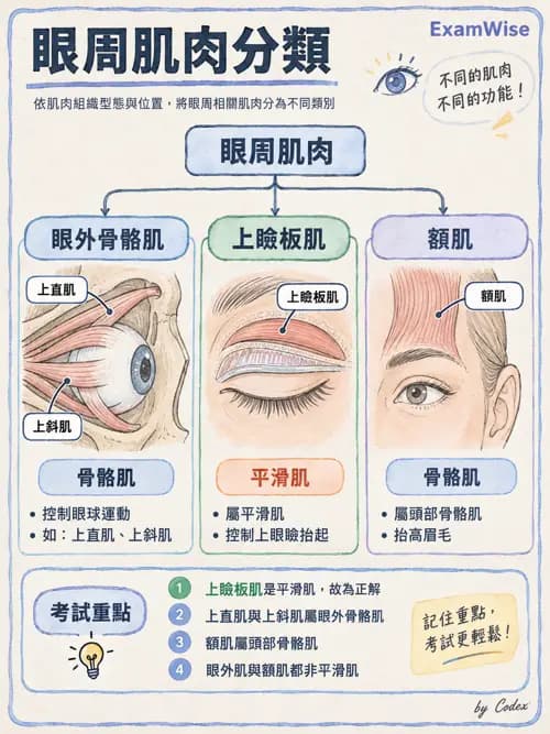 職治 - 基本組織、神經組織與發生學 - AI 圖文解析預覽