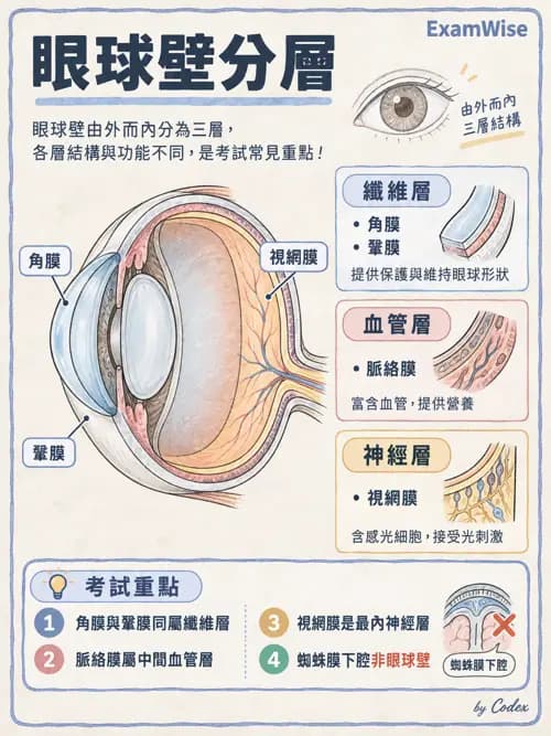 職治 - 感覺器官解剖 - AI 圖文解析預覽