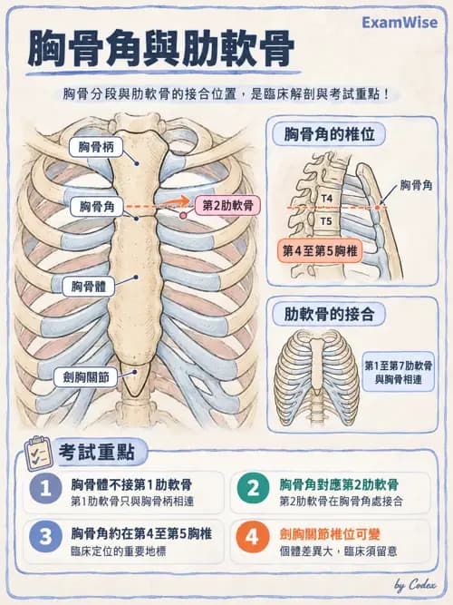 職治 - 頭頸與軀幹肌肉骨骼 - AI 圖文解析預覽