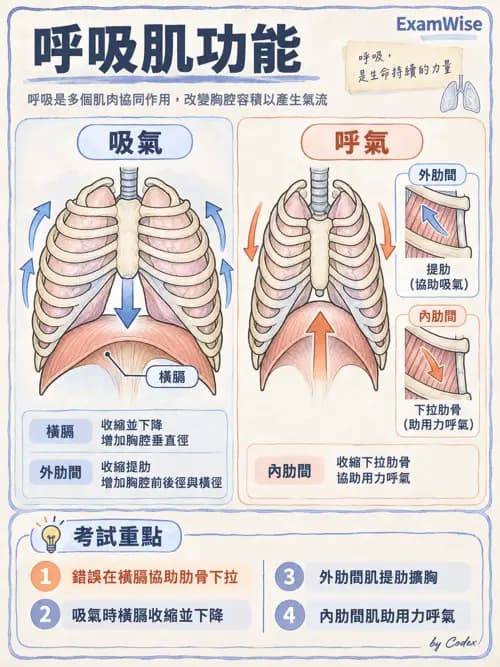 職治 - 頭頸與軀幹肌肉骨骼 - AI 圖文解析預覽