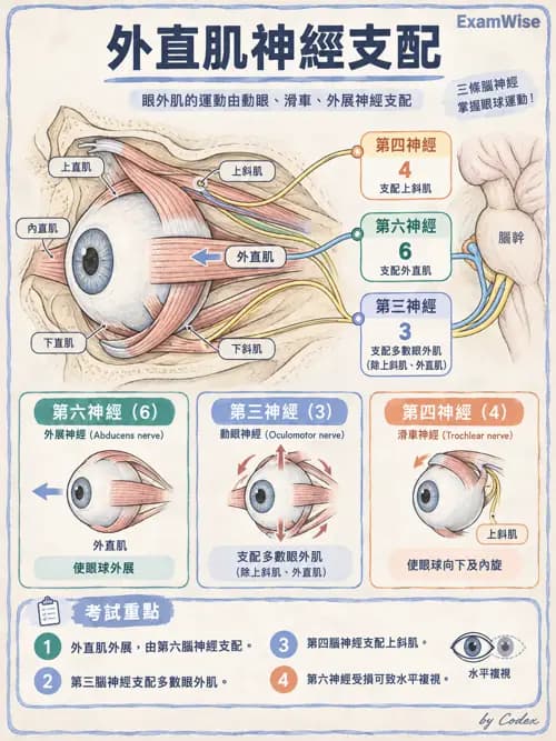 職治 - 腦神經與自主神經解剖 - AI 圖文解析預覽