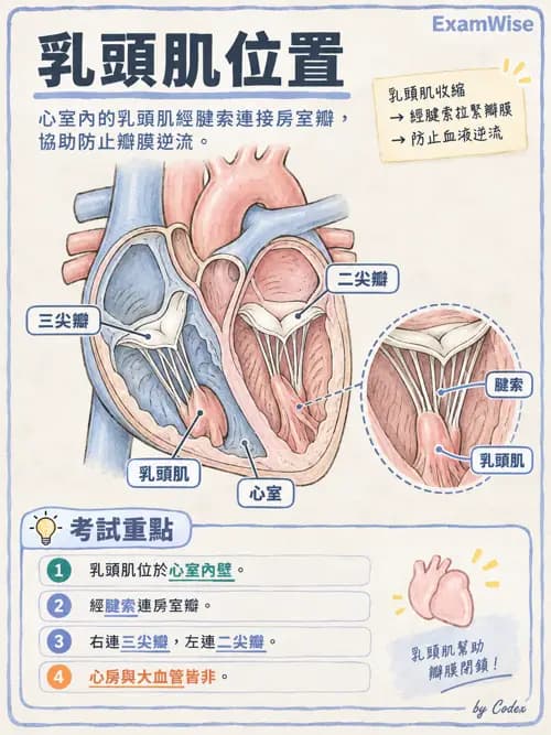 職治 - 心肺與血管解剖 - AI 圖文解析預覽