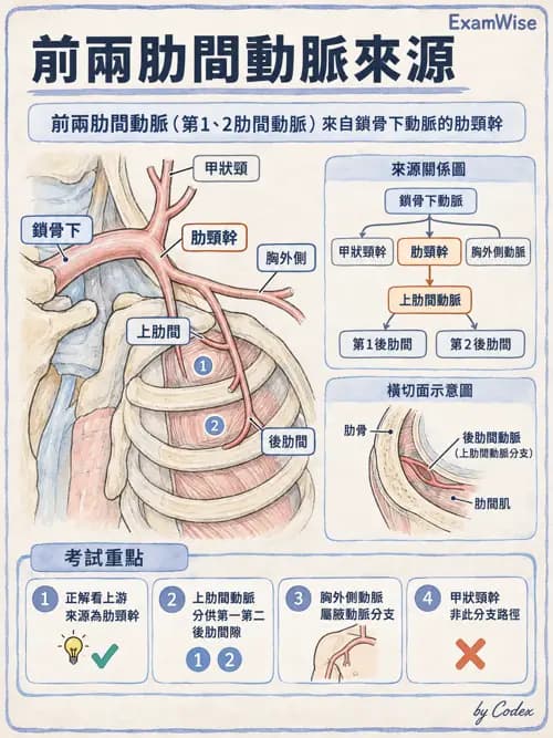 職治 - 心肺與血管解剖 - AI 圖文解析預覽