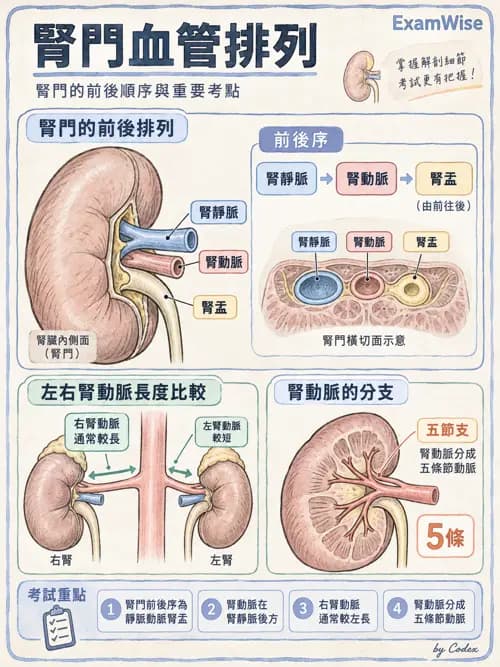 職治 - 心肺與血管解剖 - AI 圖文解析預覽